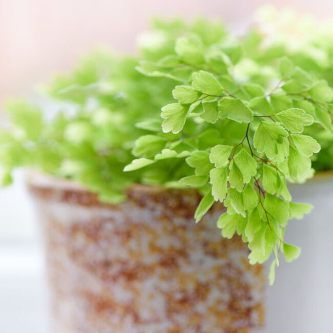 Adiantum raddianum 'Monocolor' Delta Maidenhair Fern 4"