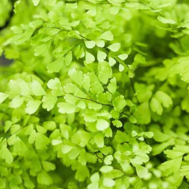Adiantum raddianum 'Monocolor' Delta Maidenhair Fern 4"