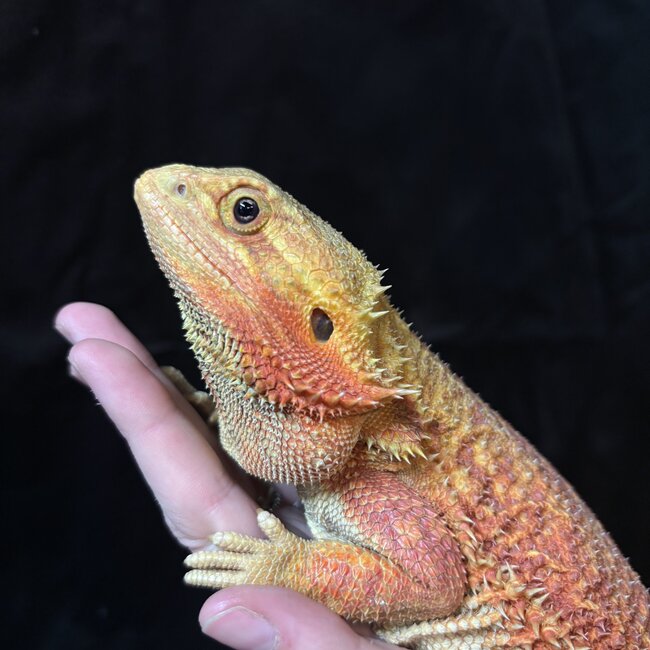 Bearded Dragon 'Sunny' SP Female Hypo Red Orange