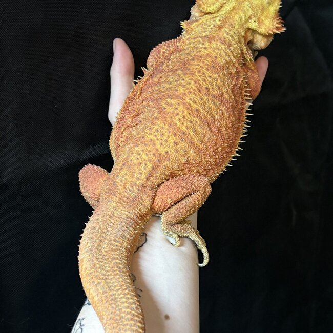 Bearded Dragon 'Sunny' SP Female Hypo Red Orange