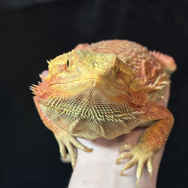 Bearded Dragon 'Sunny' SP Female Hypo Red Orange