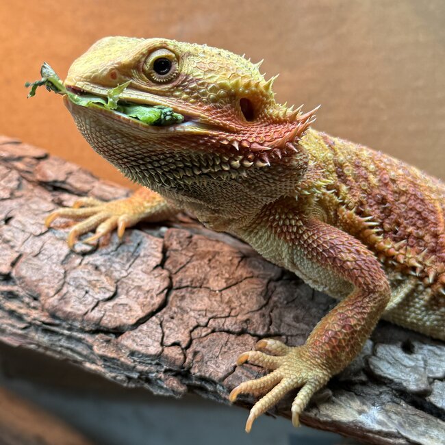 Bearded Dragon 'Sunny' SP Female Hypo Red Orange