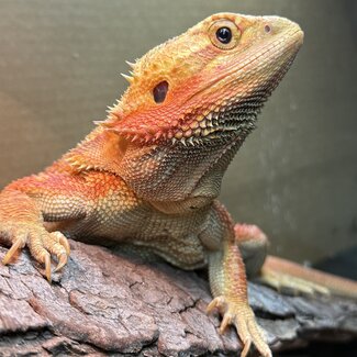 Bearded Dragon 'Sunny' SP Female Hypo Red Orange