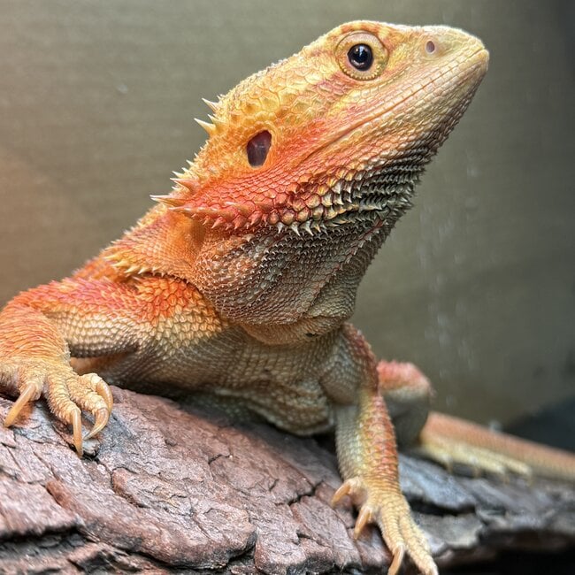 Bearded Dragon 'Sunny' SP Female Hypo Red Orange