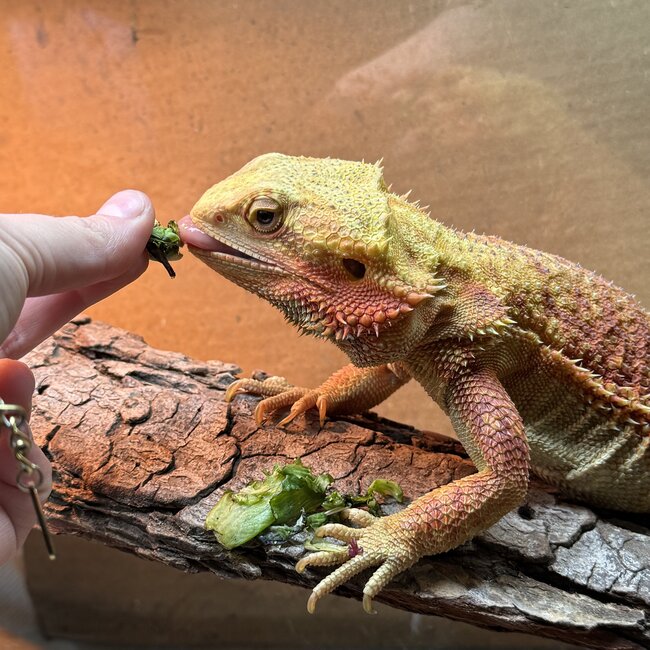 Bearded Dragon 'Sunny' SP Female Hypo Red Orange