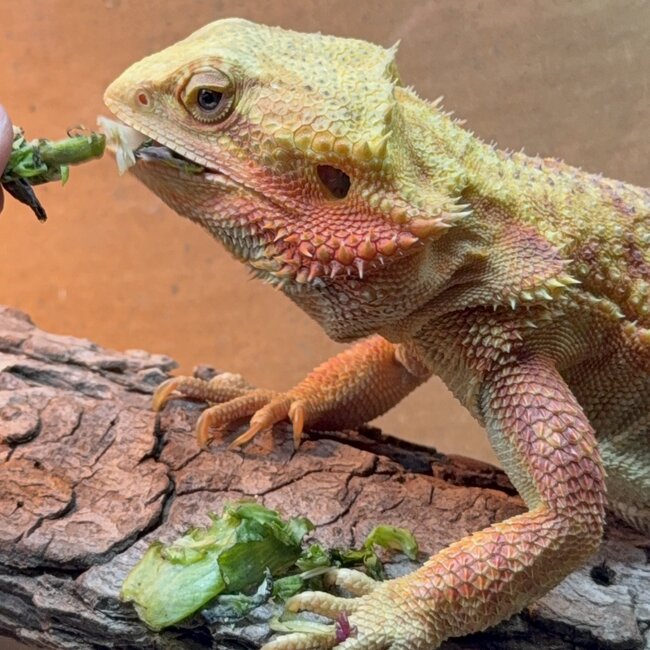 Bearded Dragon 'Sunny' SP Female Hypo Red Orange