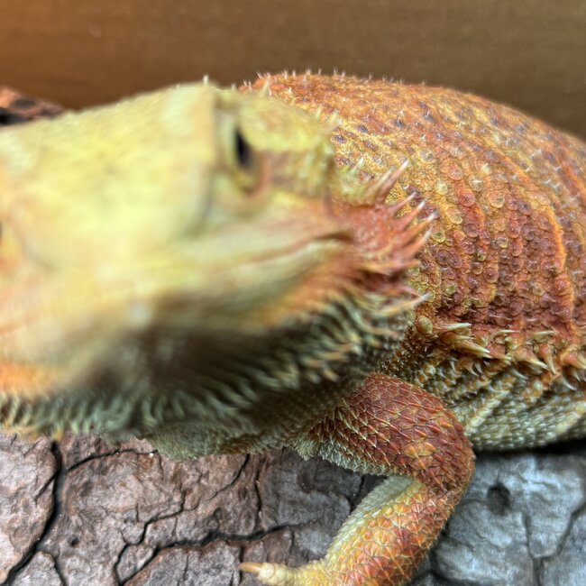 Bearded Dragon 'Sunny' SP Female Hypo Red Orange