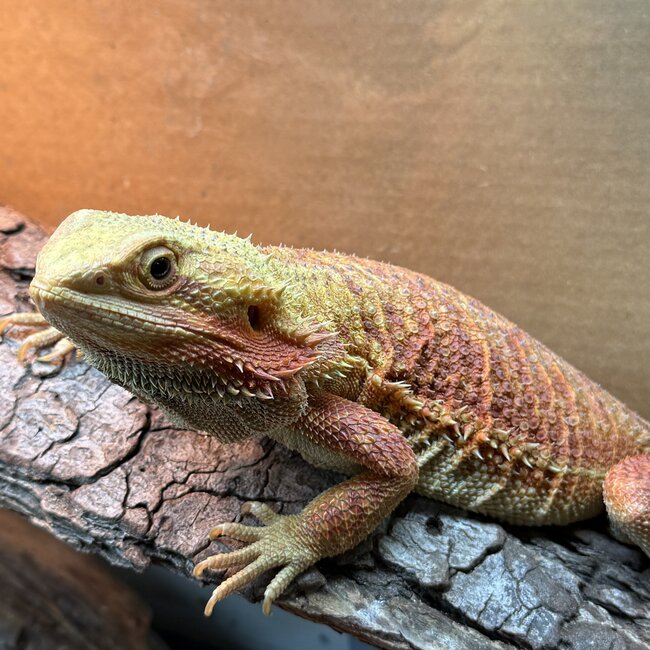 Bearded Dragon 'Sunny' SP Female Hypo Red Orange