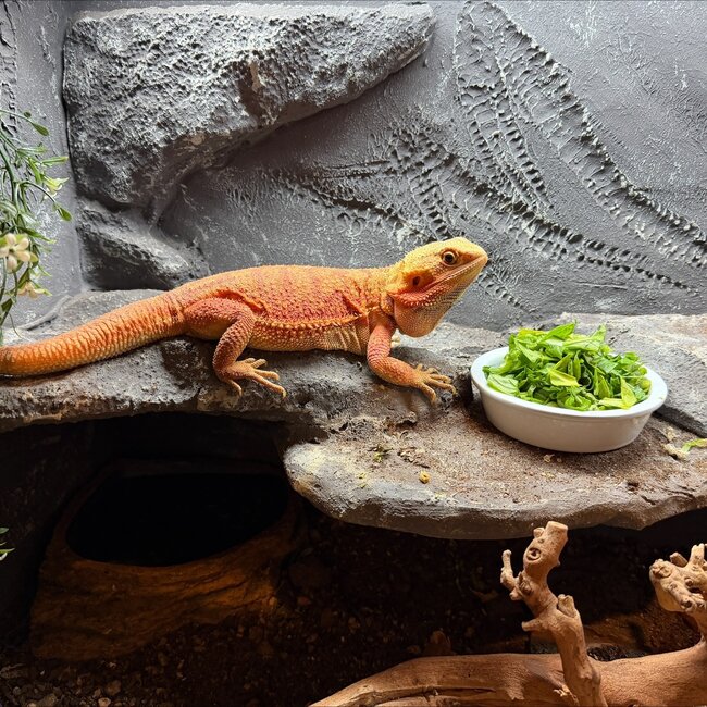 Bearded Dragon 'Sunny' SP Female Hypo Red Orange