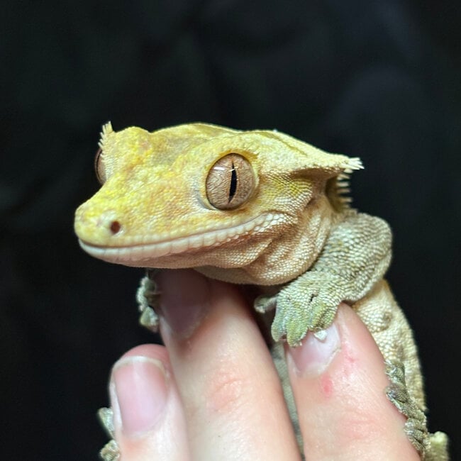 Crested Gecko ‘Skunky’ Male SP