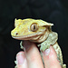 Crested Gecko ‘Skunky’ Male SP