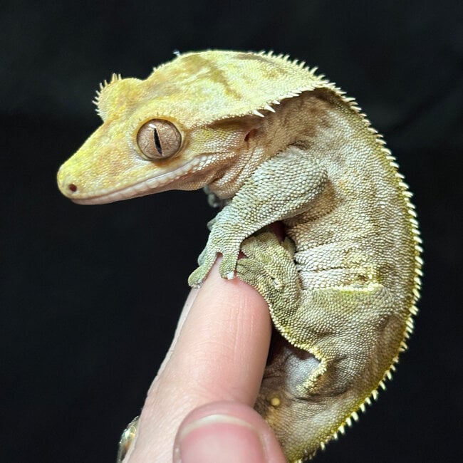 Crested Gecko ‘Skunky’ Male SP