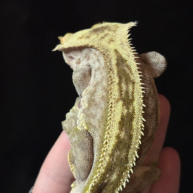 Crested Gecko ‘Skunky’ Male SP
