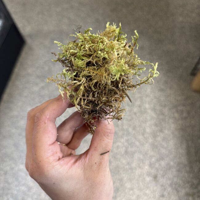 Mini Moss for Jumping Spider
