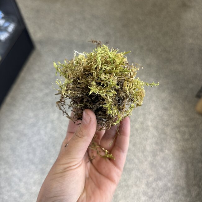 Mini Moss for Jumping Spider