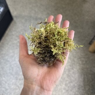 Mini Moss for Jumping Spider