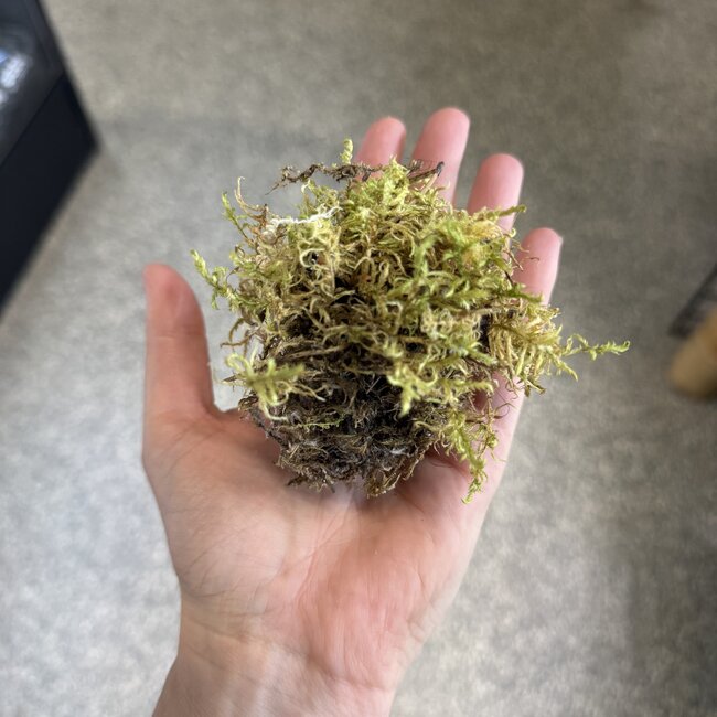 Mini Moss for Jumping Spider