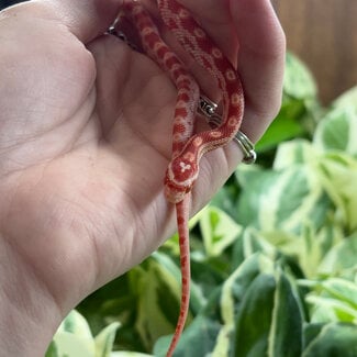 Albino Motley Corn Snake 'A81'