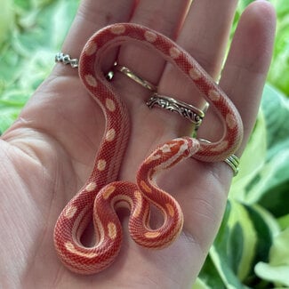 Albino Corn Snake 'A84'