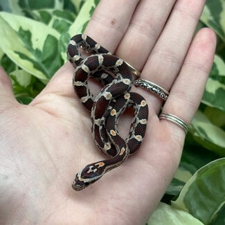 Normal Corn Snake 'A82'