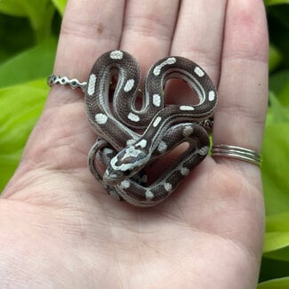 Motley Anery Corn Snake 'A85'