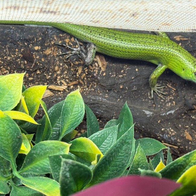 Emerald Tree Skink - CB