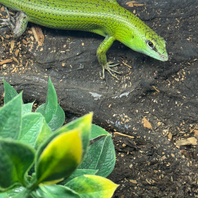 Emerald Tree Skink - CB