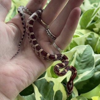 Normal Corn Snake 'A81'