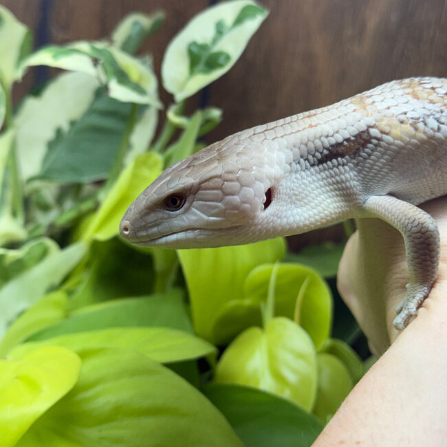 Northern Blue Tongue Skink 'AU1'