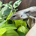 Northern Blue Tongue Skink 'AU1'