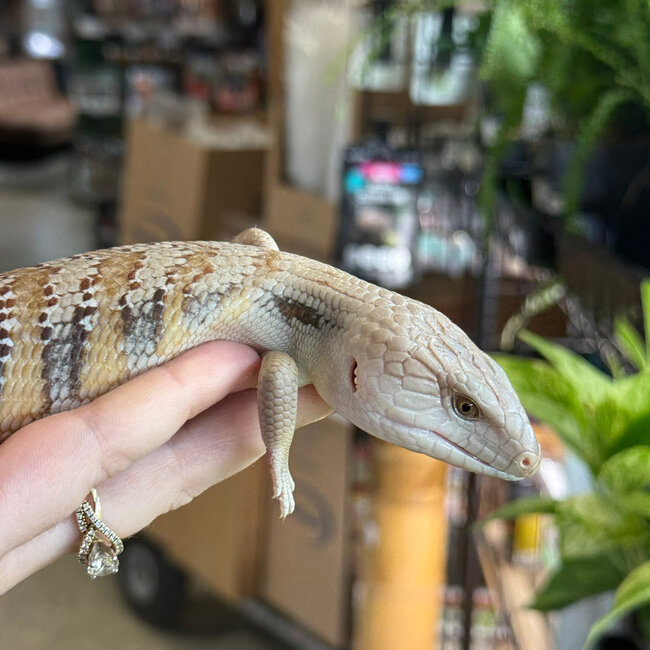 Northern Blue Tongue Skink 'AU1'