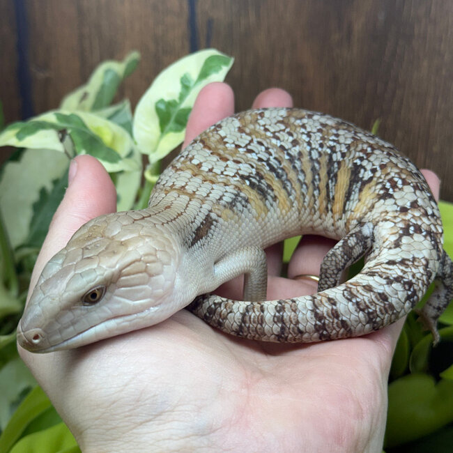 Northern Blue Tongue Skink 'AU1'