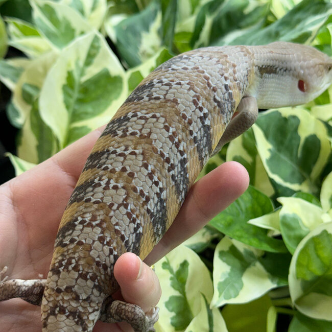 Northern Blue Tongue Skink 'AU1'