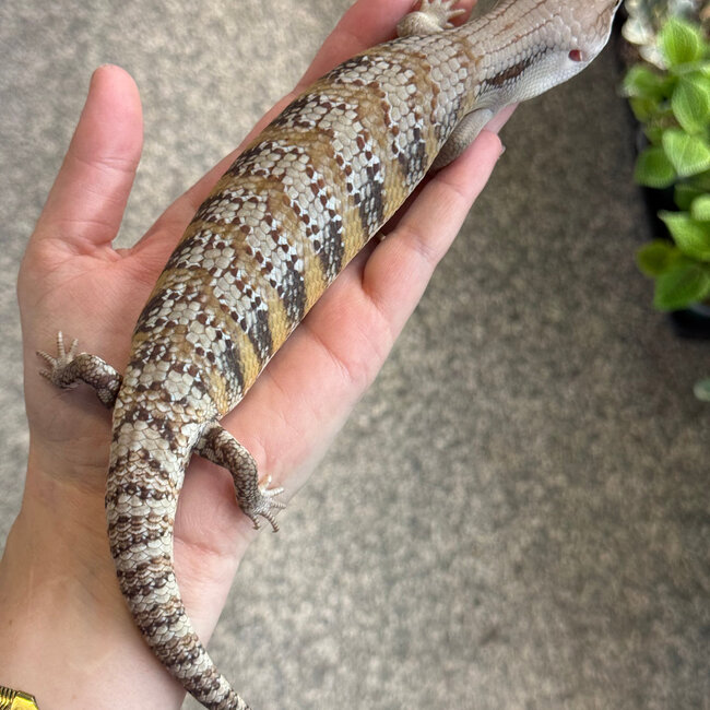 Northern Blue Tongue Skink 'AU1'