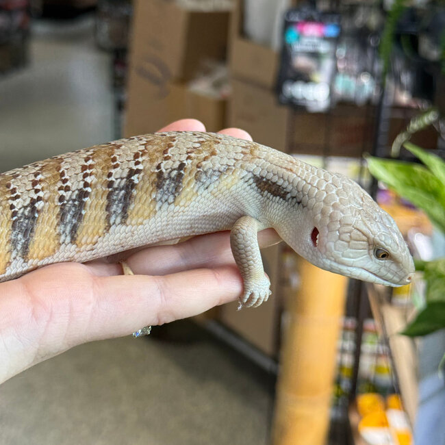 Northern Blue Tongue Skink 'AU1'