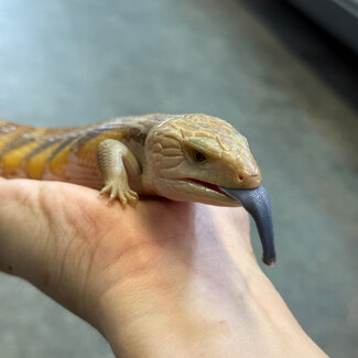 Northern Blue Tongue Skink 'AU2'