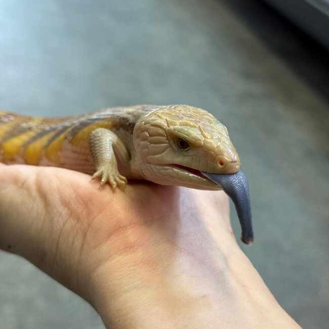 Northern Blue Tongue Skink 'AU2'