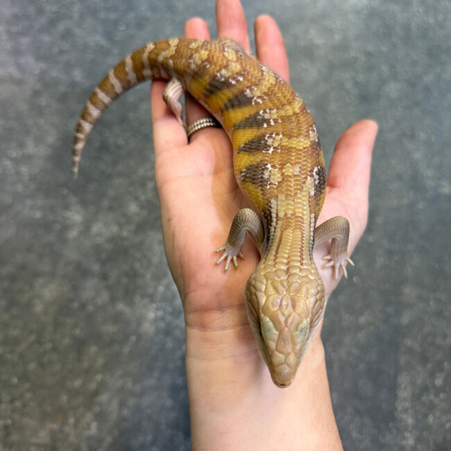 Northern Blue Tongue Skink 'AU2'