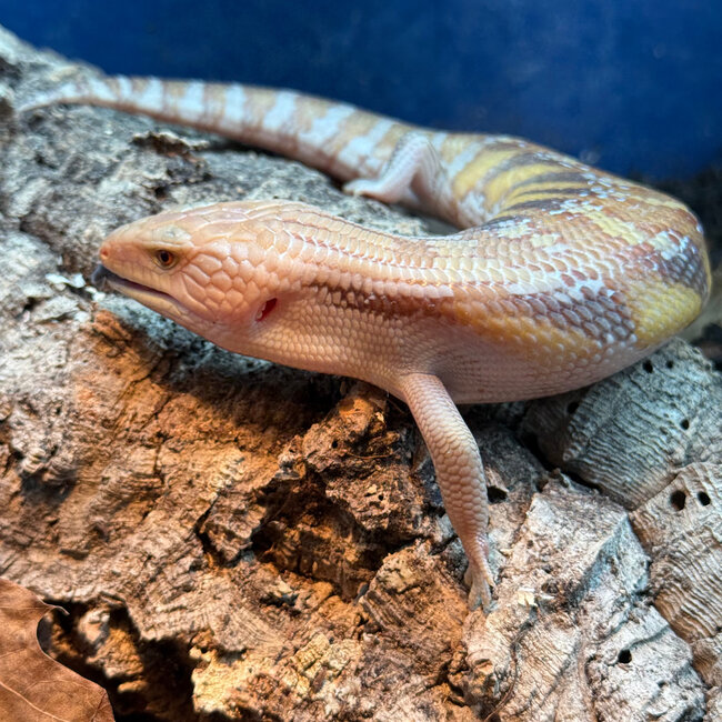 Northern Blue Tongue Skink 'AU2'