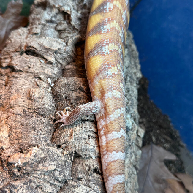 Northern Blue Tongue Skink 'AU2'