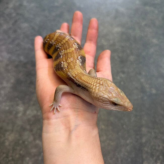 Northern Blue Tongue Skink 'AU2'