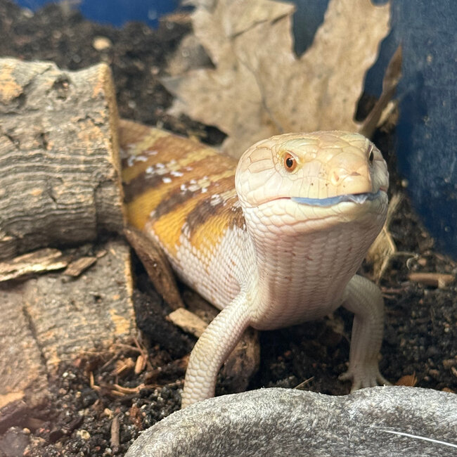 Northern Blue Tongue Skink 'AU2'