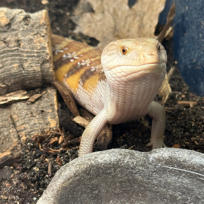 Northern Blue Tongue Skink 'AU2'