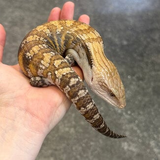 Northern Blue Tongue Skink 'AU3'