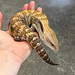 Northern Blue Tongue Skink 'AU3'