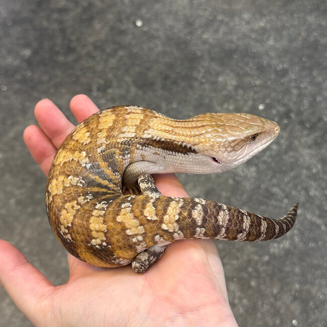 Northern Blue Tongue Skink 'AU3'
