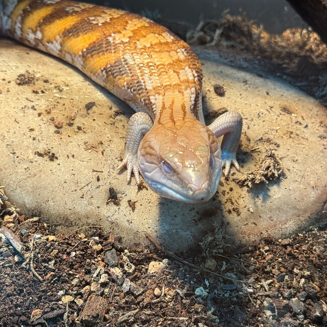 Northern Blue Tongue Skink 'AU3'