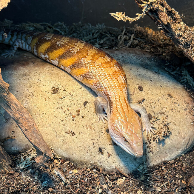 Northern Blue Tongue Skink 'AU3'