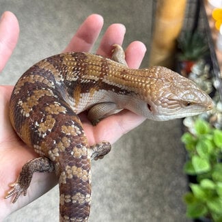 Northern Blue Tongue Skink 'AU6'