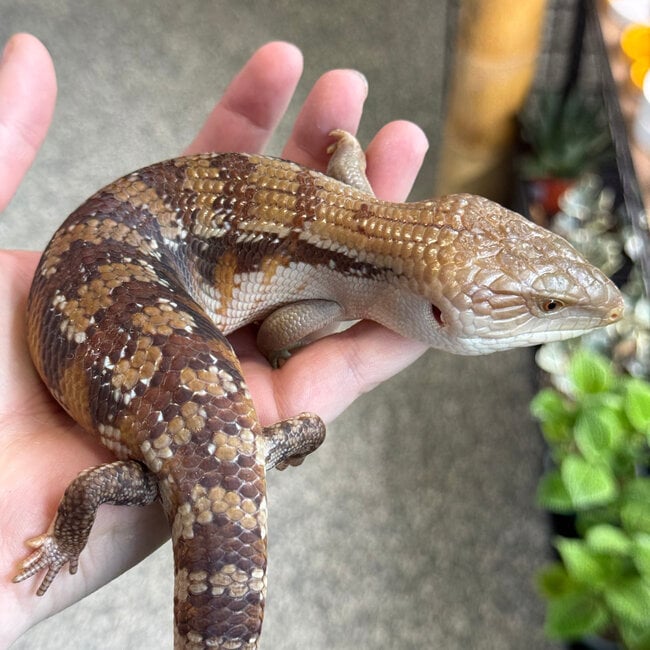 Northern Blue Tongue Skink 'AU6'